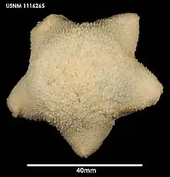 Diplopteraster verrucosus