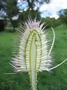 Coupe de l'inflorescence.