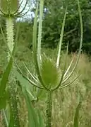 Inflorescence immature.