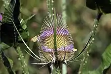 Vue en gros plan de la fleur épineuse d'un chardon.