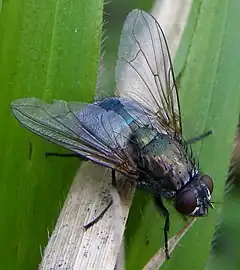 Description de l'image Diptera-Muscidae-Eudasyphora-cyanella-20120413a.JPG.