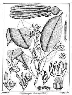 Description de l'image Dipterocarpus indicus Govindoo.jpg.