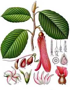 Description de l'image Dipterocarpus_retusus_-_Köhler–s_Medizinal-Pflanzen-054.jpg.