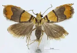 Photographie d'un papillon aux ailes étalées issu d'une collection entomologique.