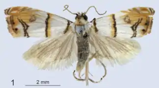 Diptychophora subazanalis