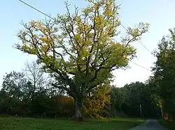 Image illustrative de l’article Forêt de Dirac