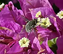 mouche Dischistus sur fleur aux îles Canaries