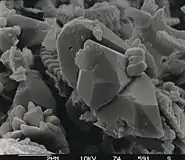 image MEB de discoaster (algue du Pléistocène)