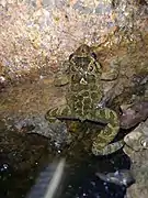 Individu adulte aux taches bien visibles posé dans un point d'eau, sur une zone rocheuse.