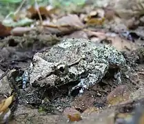 Individu plus sombre, sur humus de hêtraie dans le centre de la Corse.