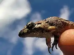 Individu adulte tenu par les pattes arrières avec un zoom sur la tête.