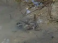 Photographie en couleurs d'un plan d'eau limpide, au fond vaseux, avec au centre une grenouille sous l'eau.