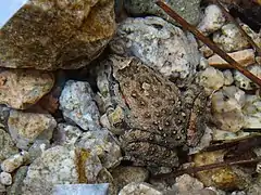 Adulte plus clair posé sur des galets au fond d'un cours d'eau.