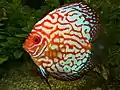 Discus hybride rouge.