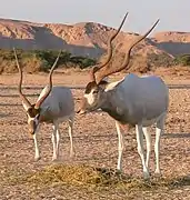 Antilope à nez tacheté