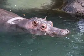Un hippopotame en grande partie immergé, avec les yeux, les oreilles et les narines hors de l’eau.