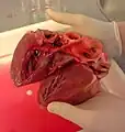 Cœur de porc disséqué