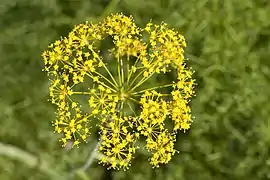 Thapsia tenuifolia.