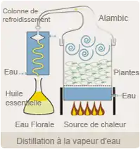 Distillation à la vapeur d'eau
