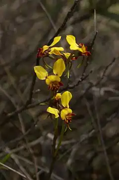 Description de l'image Diuris corymbosa 83 gnangarra.JPG.