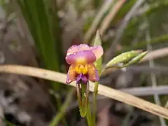 Description de l'image Diuris longifolia.JPG.