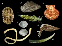 Différents Mollusca.