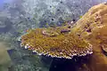 Corail tabulaire Acropora