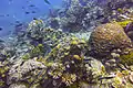 Grand corail cerveau Mussidae