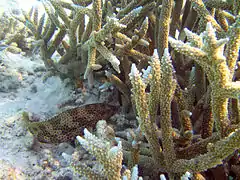 Un mérou gâteau de cire (Epinephelus merra)