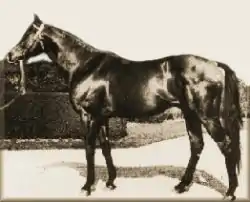 Image illustrative de l’article Djebel (cheval)