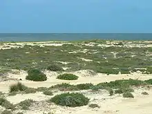 Paysage de plage couverte de touffes d'herbe.