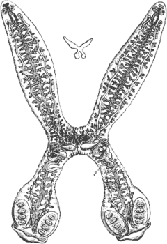 Diplozoon paradoxum (Diplozoidae)