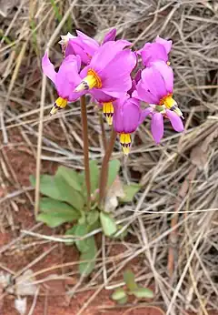 Description de l'image Dodecatheon pulchellum ssp pulchellum 5.jpg.