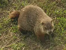 Marmota monax