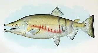 Description de l'image Dog Salmon Breeding Male.jpg.