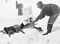 Un chien arrachant un bout de viande donné par un homme.