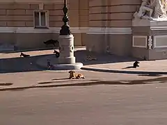 Chiens errants à Odessa (Ukraine)