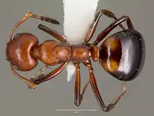 Vue dorsale de la fourmi Dolichoderus mariae spécimen casent0003312.
