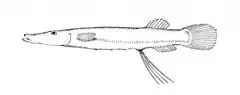 Description de l'image Dolichopteryx longipes.jpg.