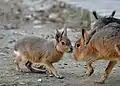 Deux jeunes maras ou lièvres de Patagonie (Dolichotis patagonum).