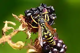 Dolichovespula adulterina