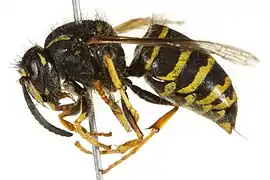 Dolichovespula alpicola