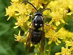 Dolichovespula arctica