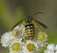 Dolichovespula arenaria