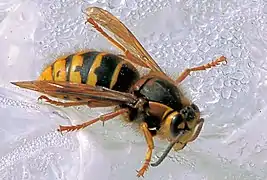 Dolichovespula media