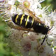 Dolichovespula norvegicoides