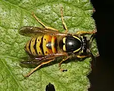 Dolichovespula norwegica