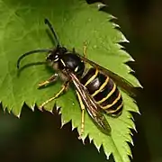 Dolichovespula saxonica