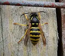 Dolichovespula sylvestris