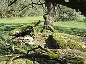 Dolmen de Bouyé